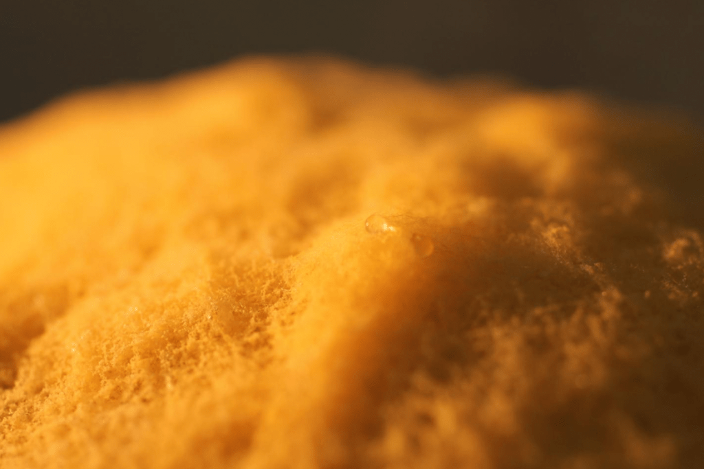 Neurospora Intermedia: The Fungus Revolutionizing Food Upcycling